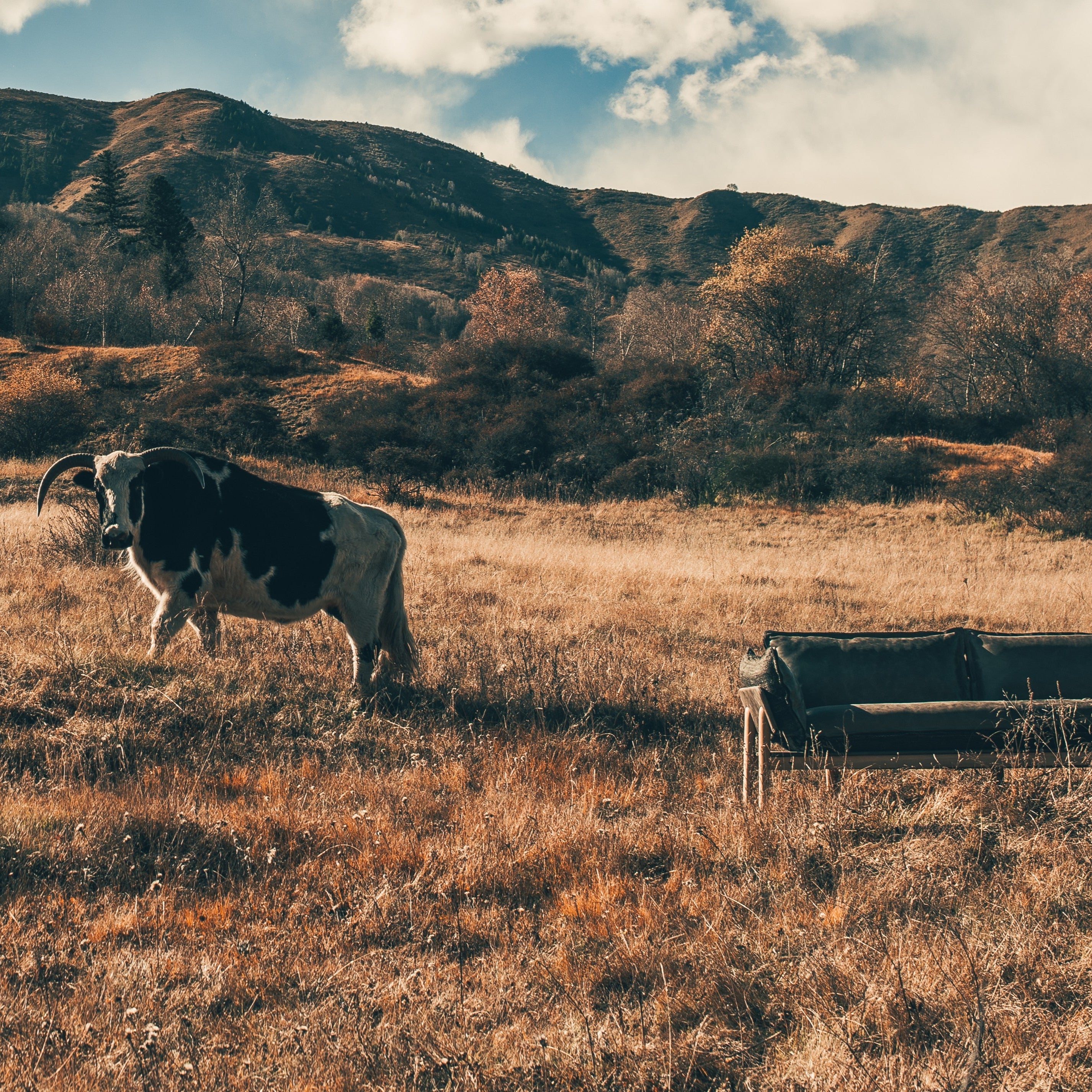 Skin Yak Leather Sofa with a Yak 